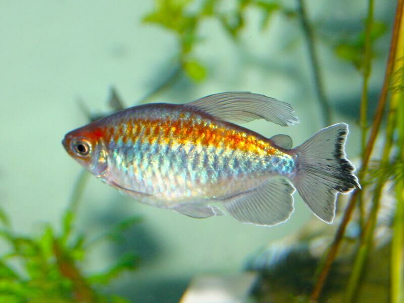 Imagem do Tetra do Congo